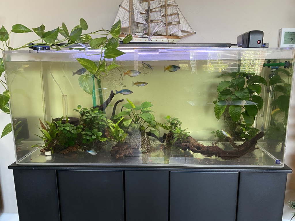 75G aquarium